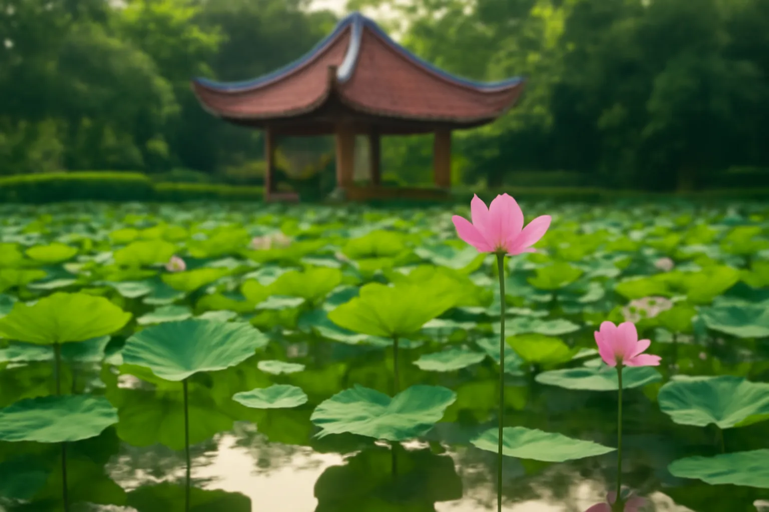 Hồ sen lá xanh mặt nước phẳng, mái ngói cong mờ phía sau buổi sáng